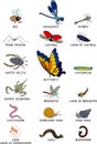 Set of cartoon invertebrate animals insects, worms and molluscs